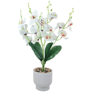 Planta Artificial Orquídea Color Blanco Con Base 37 x 9 Cm